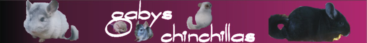 43 Gabys Chinchillas